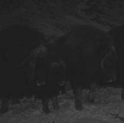 The Gillingham Fire Demonstration : Absolver